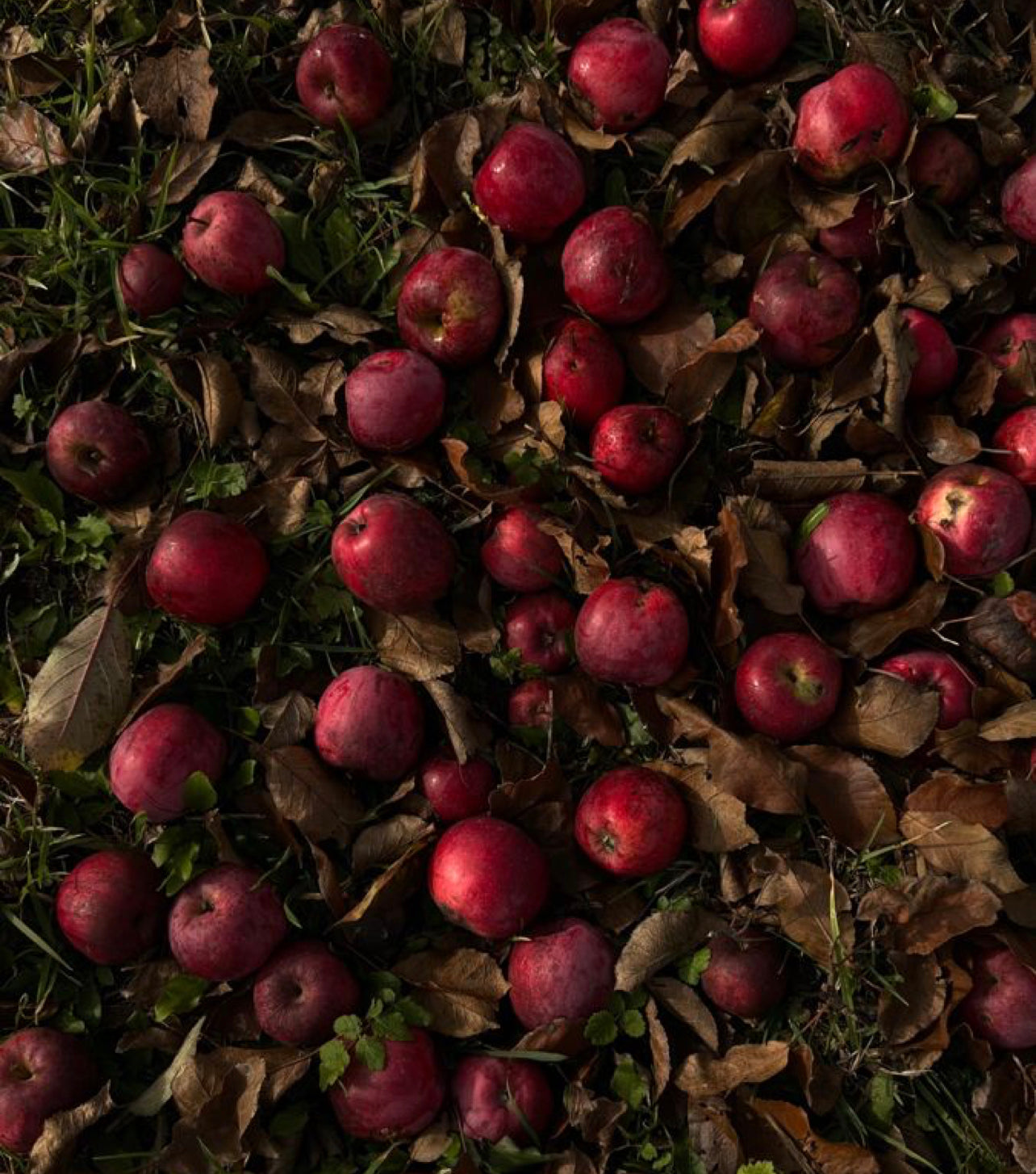 LARGE 4 Wick Woodland Apple Soy Wax Candle