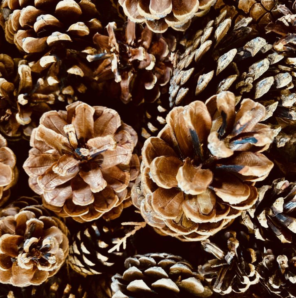 LARGE 4 Wick Toasted Pinecone Soy Wax Candle