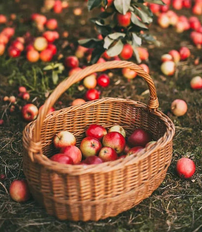 2 Wick Crisp Country Apple Soy Wax Candle